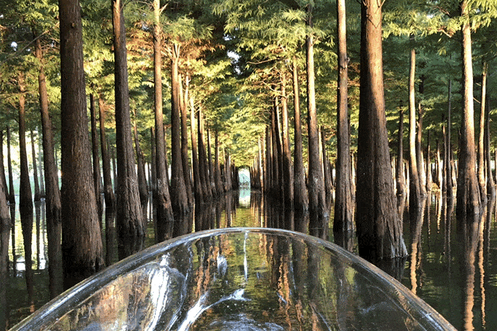 4万亩,滇池湖滨生态功能得到初步恢复.