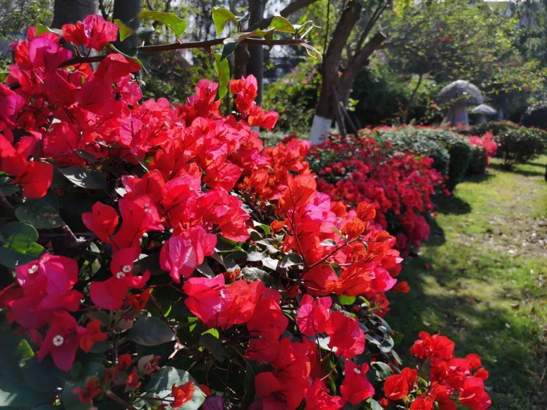 慧眼识"株" | 花中劳模三角梅,花开200多天,红遍厦门街头