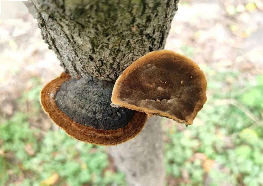 京环资讯 | 北京生物图鉴:鲍姆桑黄孔菌