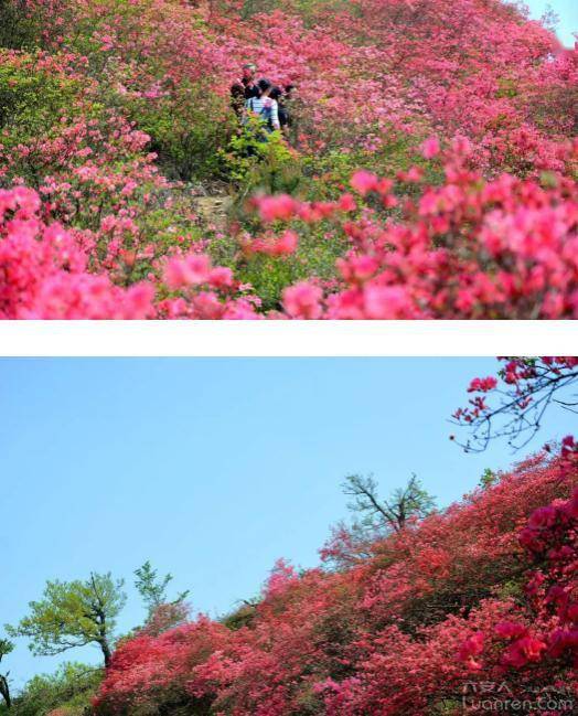 六安这个乡镇的千亩野生映山红真漂亮