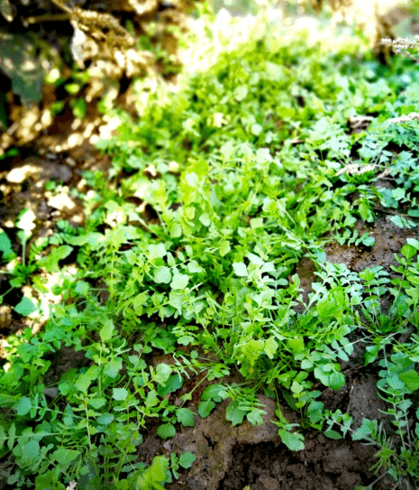 荠荠菜之鲜美,人们很早以前就知道,连陆游都有"日日思归饱蕨嶶,春来