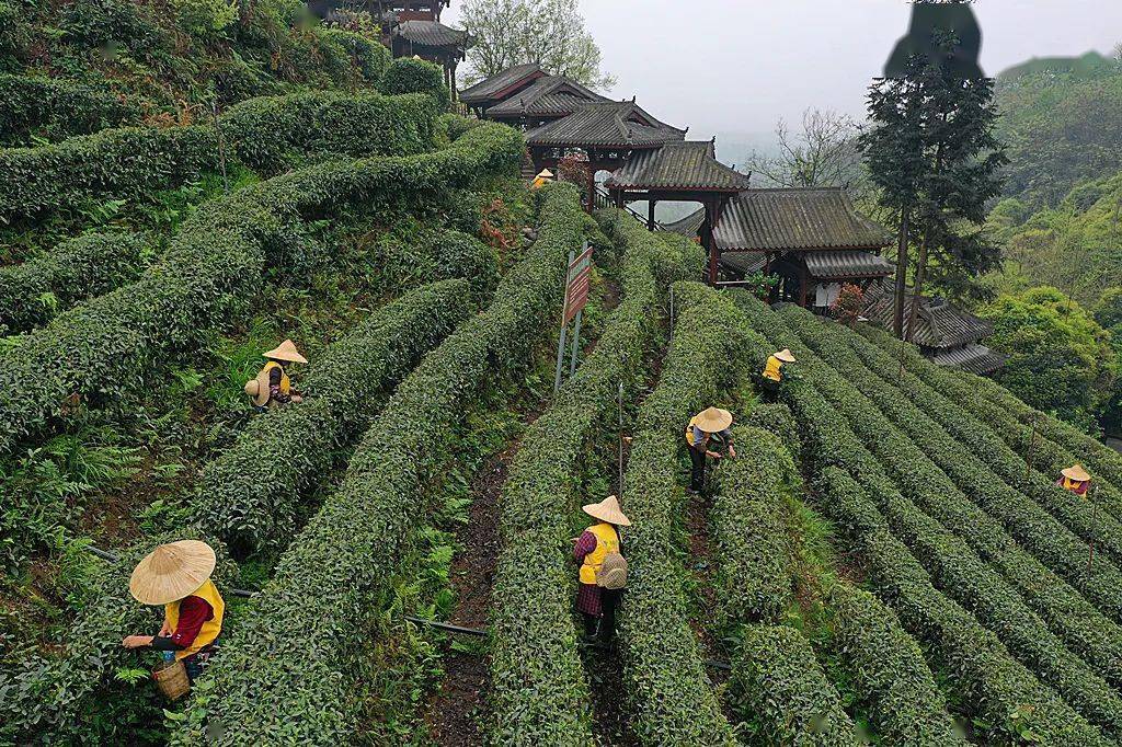 在这春暖花开的季节,市民可在万亩青城茶山漫步梯田茶园,体验采茶