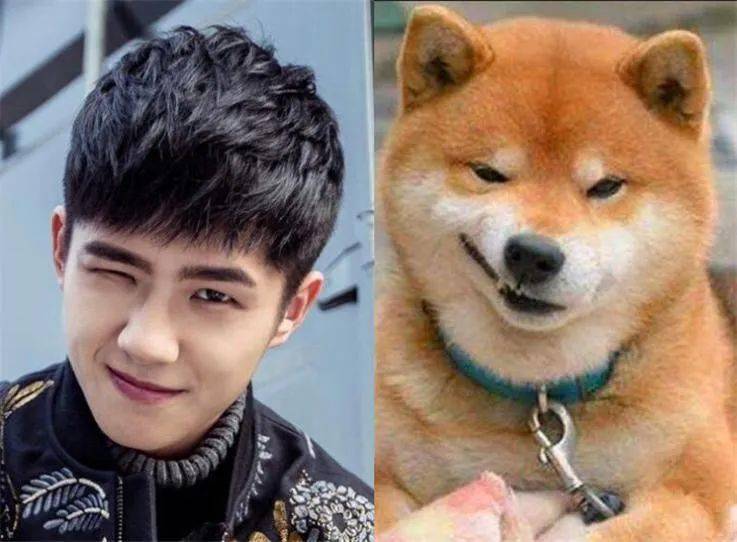 日本一西施犬撞脸多名歌手,来看看那些和明星撞脸的狗狗们!