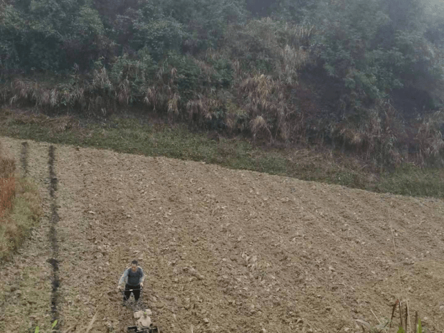 补抽乡合兴村春耕时节种茶忙