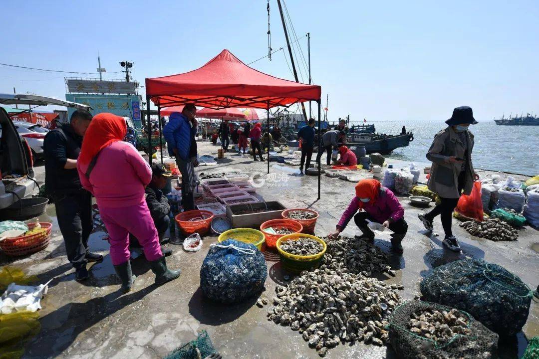 渔民在码头卸下胶州湾大海螺.观海摄影师 王海滨 摄