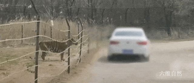 野生动物园,就有网友拍摄到:  一位女游客在孟加拉虎园猛兽区下车