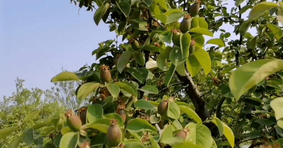 记者从市园林绿化管理处了解到, 这是木瓜海棠结的果子, 因为是观赏