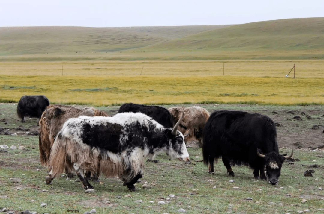新疆土特产直供平台 | 新疆牛羊肉,时令果蔬直供读者