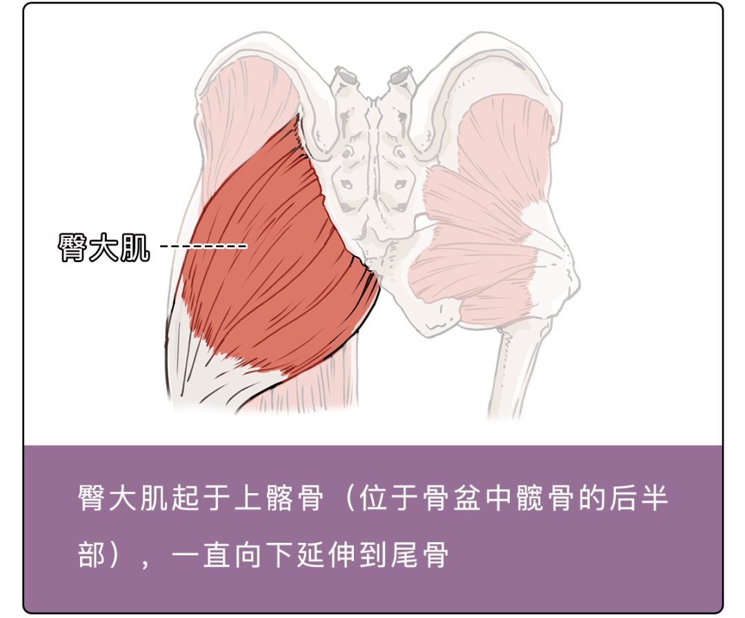 臀大肌构成了人类臀部的标志性形状