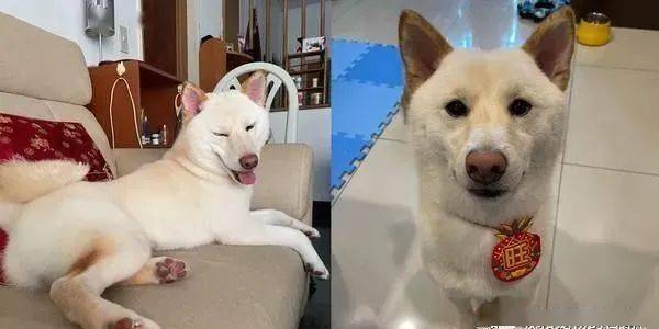 柴犬跳床失败扭腰惨摔结果它起来的第一件事就是