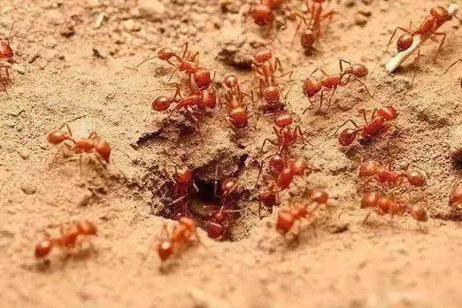 被央媒曝的这种红色的蚂蚁太可怕了……!