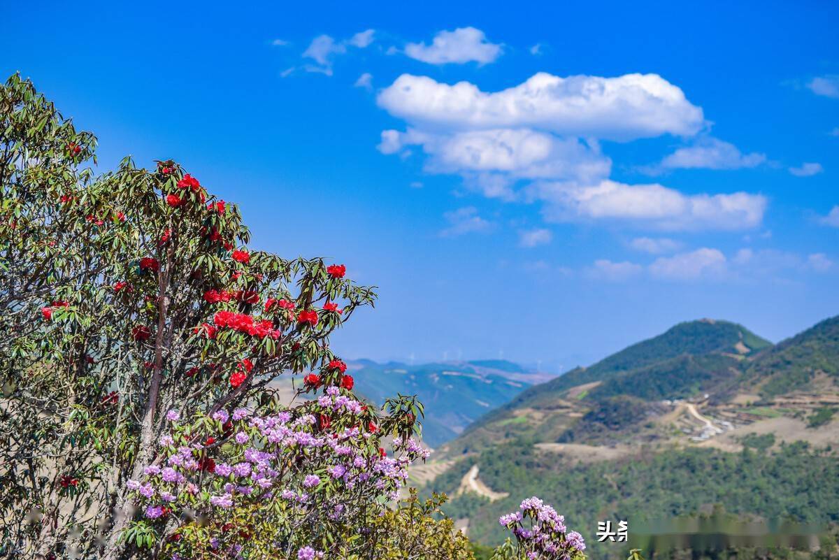 云南马鬃岭:高山杜鹃盛开,美景等你来赏