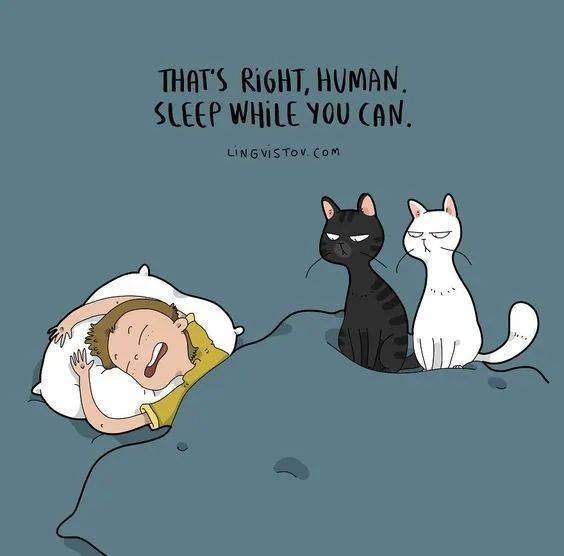 猫研所猫咪总是打扰我睡觉怎么办2步让你呼呼大睡到天明