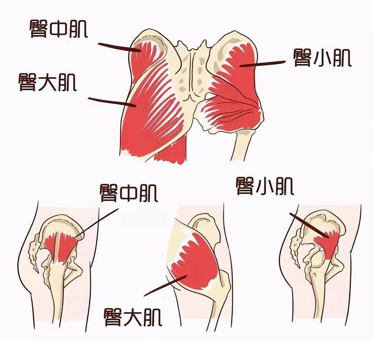 是因为臀部肌肉的功能就有骨盆后倾这一点,可以有效的帮助臀部发力更