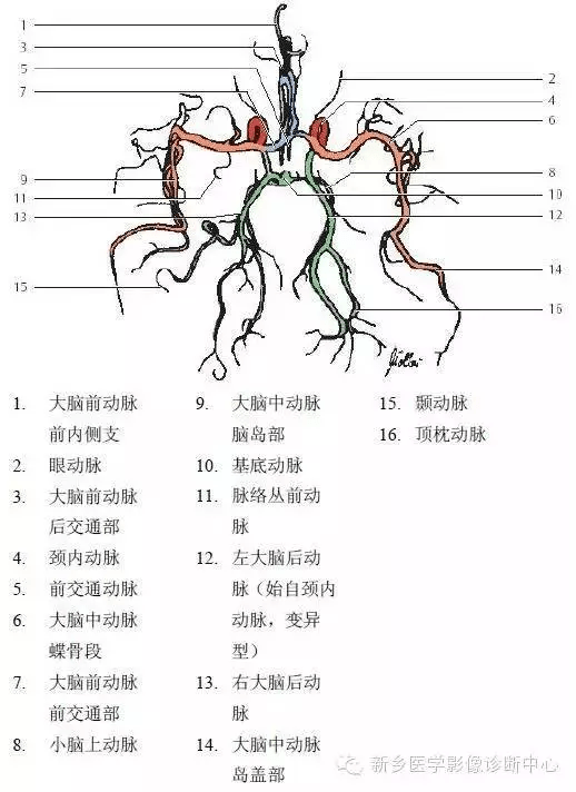 脑血管解剖图谱:详细标注 脑梗死责任血管判定