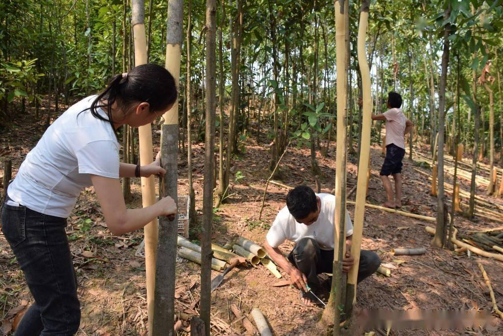 广西藤县留村:肉桂成了"摇钱树"