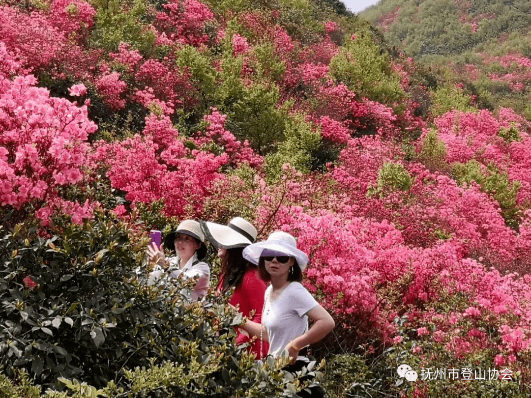 花期不等人:2021年4月25日丰城杜鹃花海登山一日活动