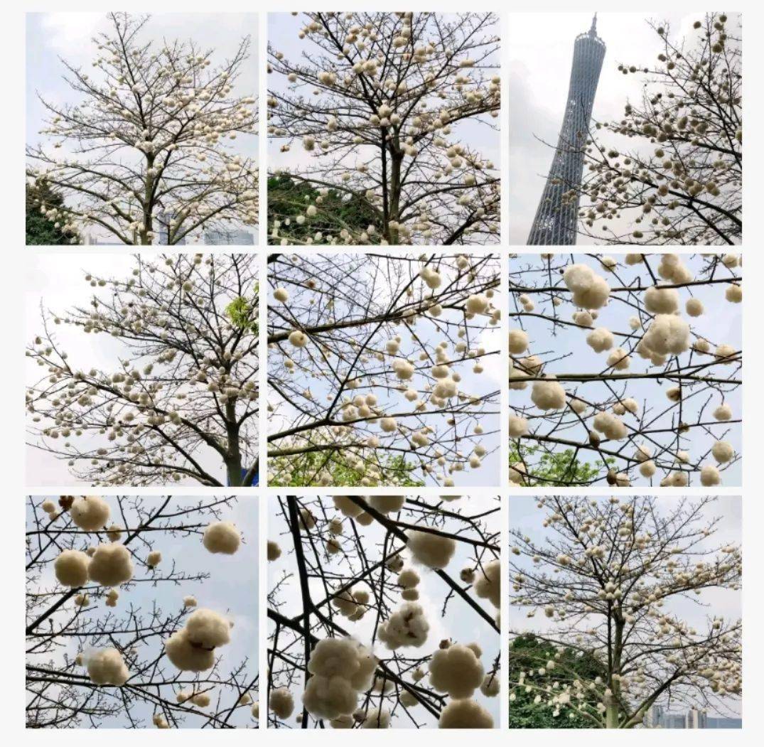 棉花长树上?这些"小可爱"来圈粉啦_木棉