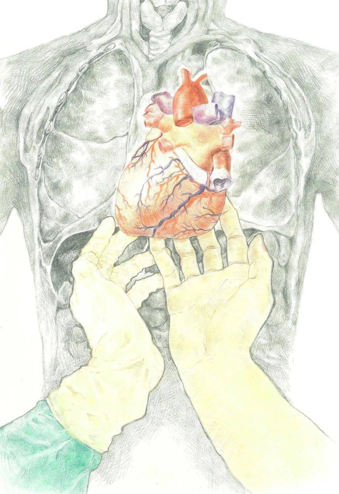 医学与美学的碰撞,不会画器官的医学生不是好艺术家
