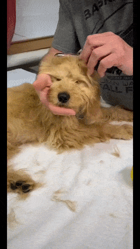 或者不叫真香,而是老爸在