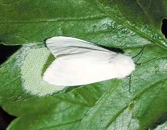 美国白蛾是灯蛾科,白蛾属蛾类,为白色蛾子,雌蛾体长9-15毫米,翅展30