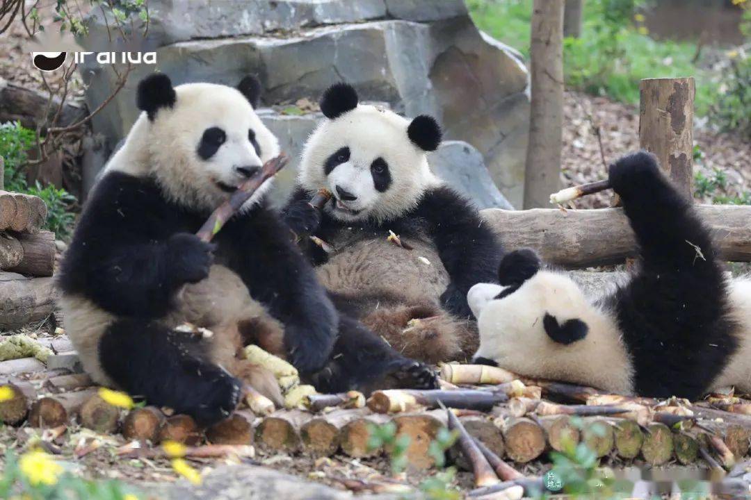 深度学习!大熊猫"迷惑行为"背后的奥秘|大熊猫系列研学"云课堂"