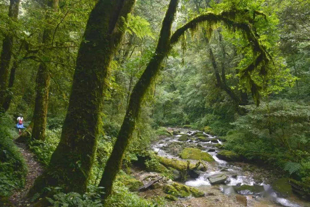 沿着高速看中国|这条aa级景区高速,带你穿过热带雨林看野象!