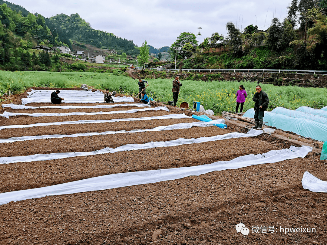 推广特色旱育秧300亩,助力乡村振兴