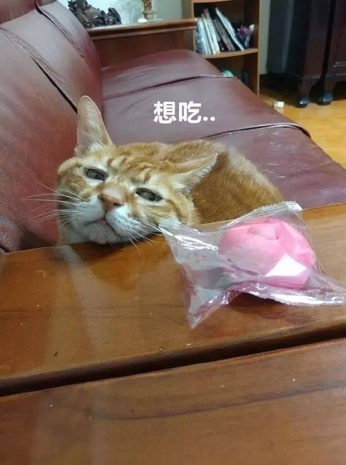 "想吃"再肥的橘猫也会饿啊