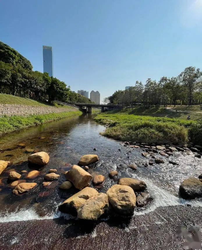 天更蓝,水更清 作为深圳河的主要支流之一 经过治理后的福田河 鱼翔浅