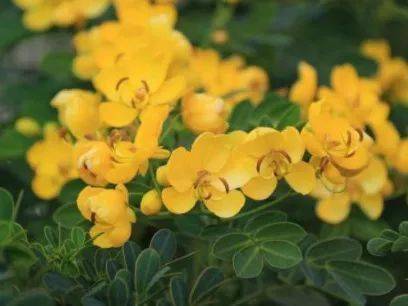 双荚决明senna bicapsularis(cassia bicapsularis)