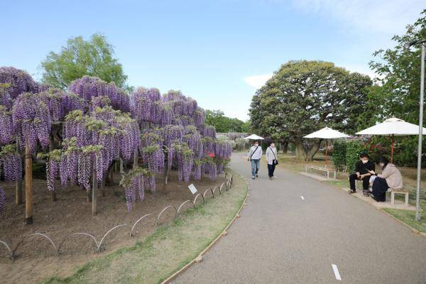 日本足利:紫藤花开