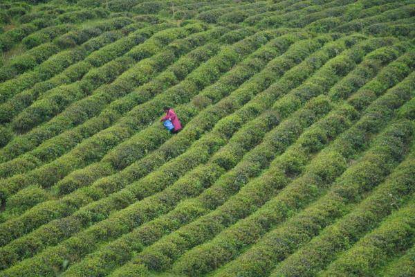 江西修水:茶农忙制茶