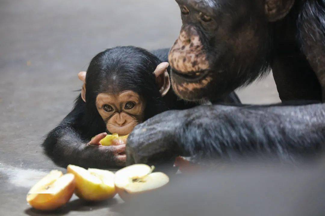 黑猩猩宝宝也喜欢吃水果,简直萌翻啦!