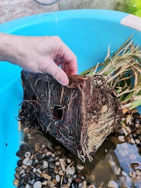 手把手教你制作龟缸的沼泽过滤