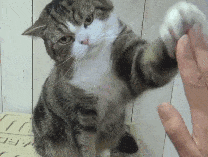 图自:cat-gifs