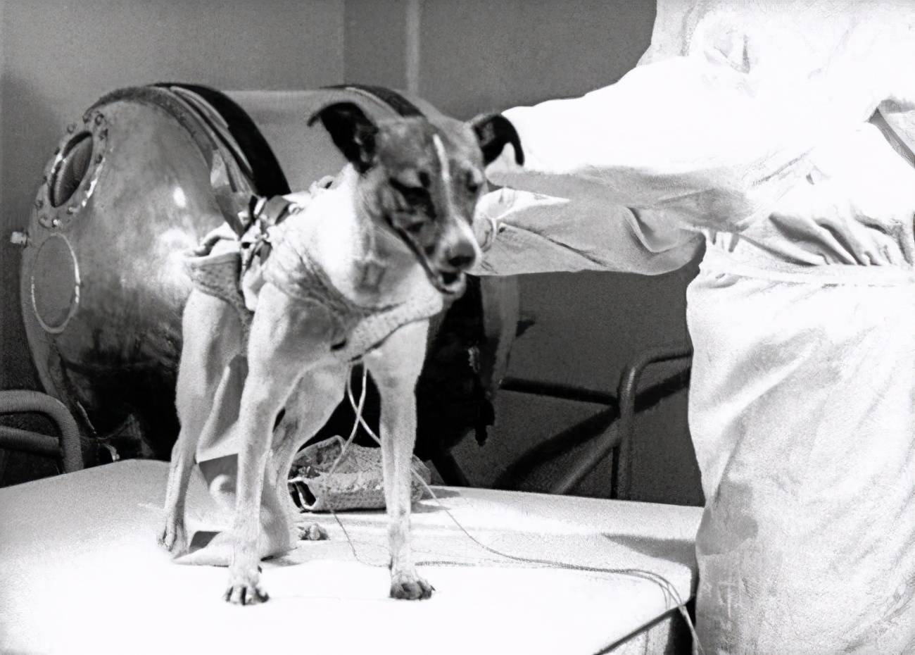 悲催的太空狗莱卡,在进入太空前就知回不来,死亡真相被隐瞒45年