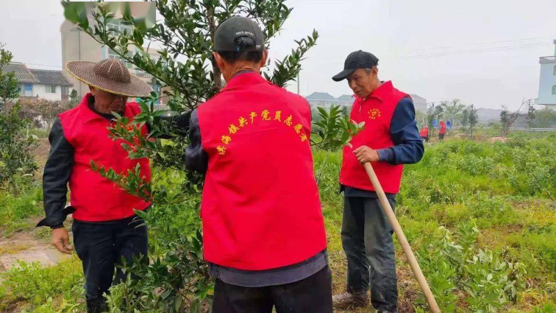 党员志愿者对辖区内主干道进行清扫,并开展义务植树活动,美化村庄环境