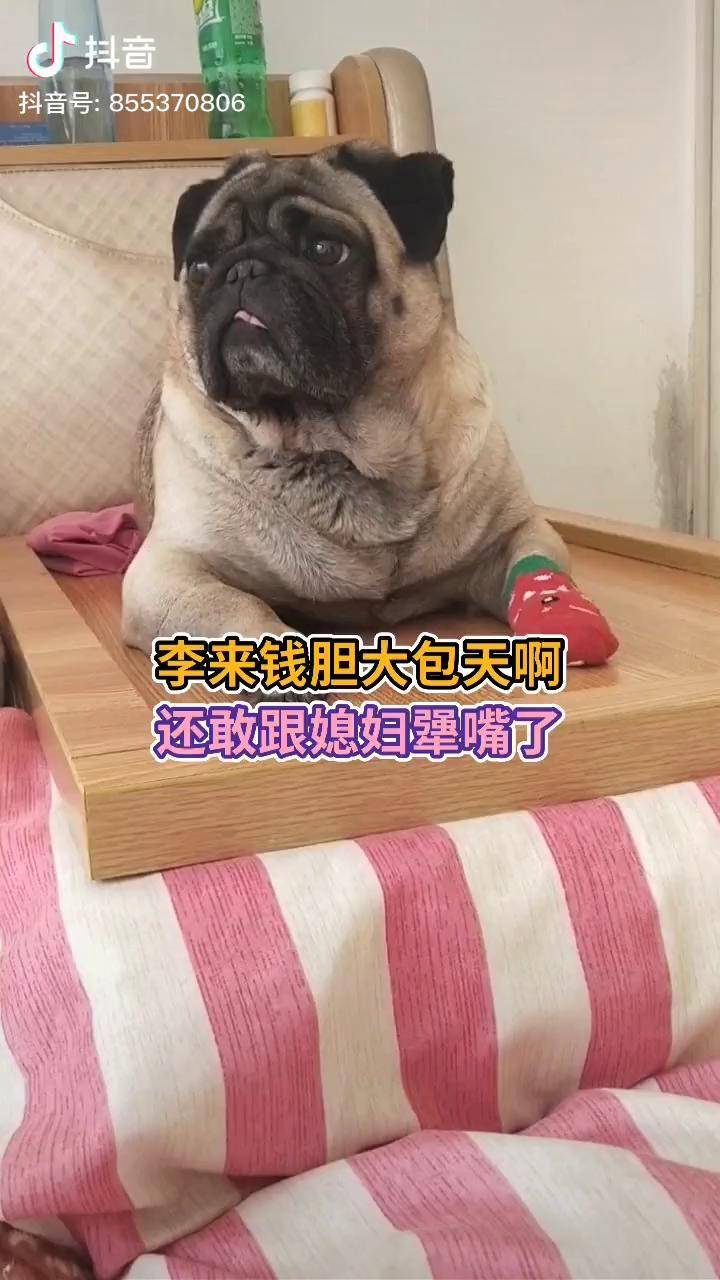 李来钱胆子大了啊哈哈