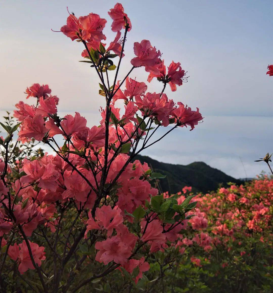 2021铜鼓七星岭万亩杜鹃花海旅游节,即日起盛花迎客,免费送门票!