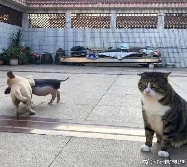 猫:我常常因为不够变态,而显得与你们格格不入