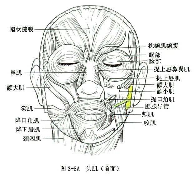 系统解剖线条绘图——骨骼肌