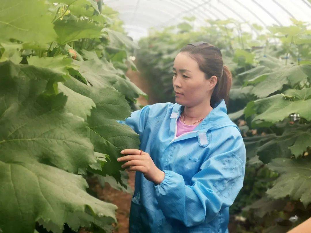 文明盘州点赞羊场乡女汉子张福丽的产业梦