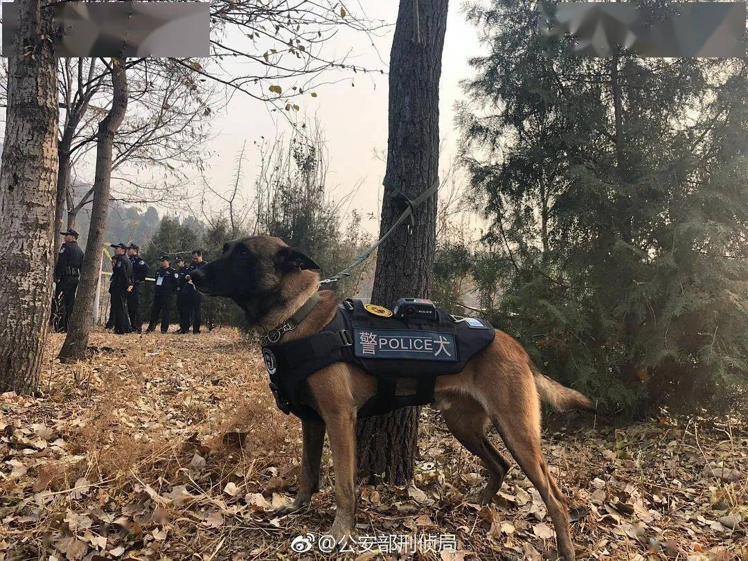 忍不住为他爆哭的瞬间,今天全公开_警犬