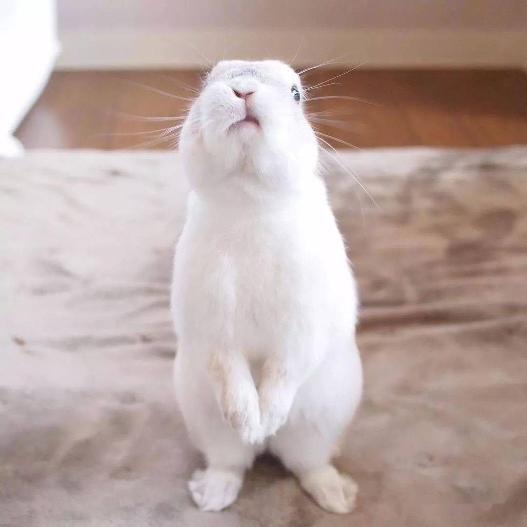 兔子站起来时是在看什么