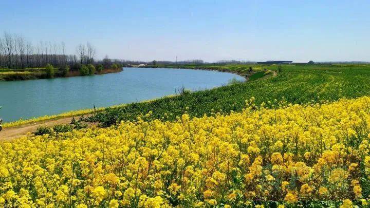 周口商水:油菜花田满目金黄香百里