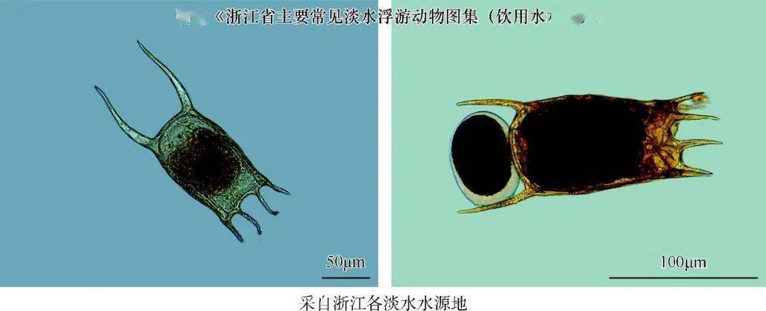矩形龟甲轮虫 keratella quadrata)简弧象鼻溞 bosmina coregoni)