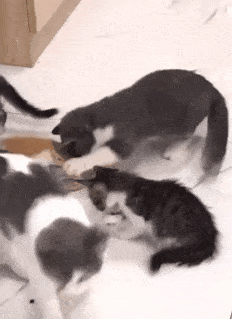 232_319gif 动态图 动图