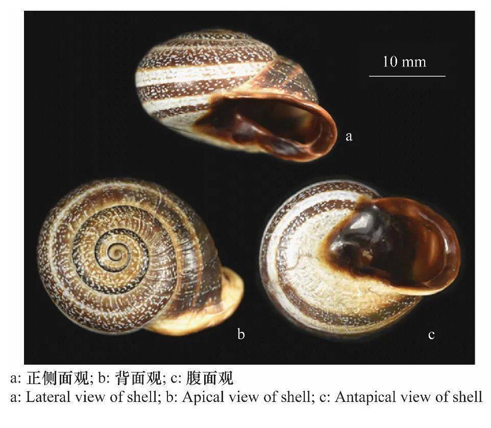 乳状耳形螺生物学特性及影响乳状耳形螺属软体动物门,腹足纲,柄眼目