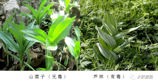 这个案例告诉我们:山野菜虽味道鲜美,但不要贪图美味而忽略风险,一定